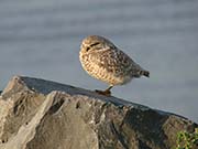 Picture/image of Burrowing Owl