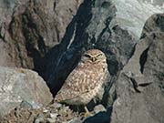 Picture/image of Burrowing Owl