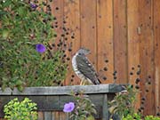 Picture/image of Sharp-shinned Hawk