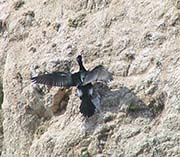 Picture/image of Pelagic Cormorant