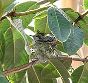 Picture/image of Anna's Hummingbird