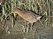 Picture/image of Ridgway's Rail