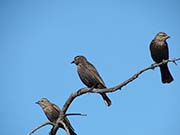 Picture/image of Red-winged Blackbird