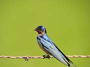 Barn Swallow