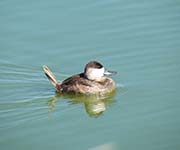 Picture/image of Ruddy Duck