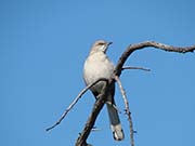 Picture/image of Northern Mockingbird