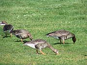 Picture/image of Greater White-fronted Goose