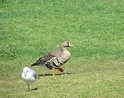 Picture/image of Greater White-fronted Goose