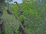Picture/image of Turkey Vulture