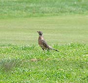 Picture/image of American Robin