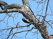 Picture/image of Acorn Woodpecker