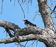 Picture/image of Acorn Woodpecker