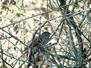 Picture/image of Golden-crowned Sparrow