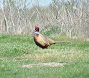 Picture/image of Ring-necked Pheasant