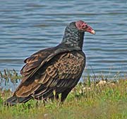 Picture/image of Turkey Vulture