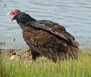 Picture/image of Turkey Vulture