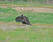 Picture/image of Turkey Vulture