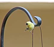 Picture/image of American Goldfinch