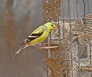 Picture/image of American Goldfinch