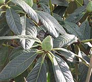 Picture/image of Anna's Hummingbird