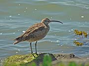 Picture/image of Whimbrel