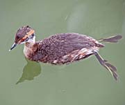 Picture/image of Horned Grebe