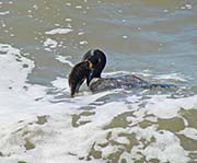 Picture/image of Double-crested Cormorant