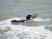 Picture/image of Double-crested Cormorant