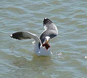 Picture/image of Western Gull