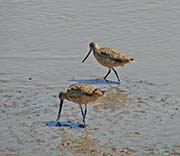 Picture/image of Marbled Godwit