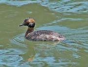 Picture/image of Horned Grebe