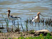 Picture/image of American Avocet