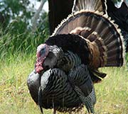 Picture/image of Wild Turkey