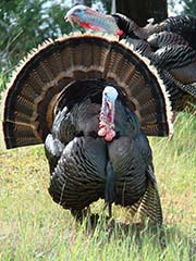 Picture/image of Wild Turkey