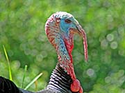 Wild Turkey