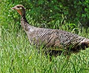 Picture/image of Wild Turkey