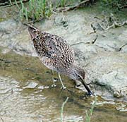 Picture/image of Short-billed Dowitcher