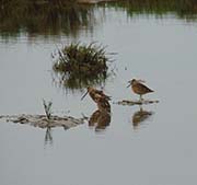 Picture/image of Long-billed Dowitcher