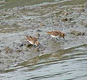 Picture/image of Least Sandpiper