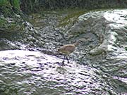 Picture/image of Whimbrel
