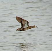 Picture/image of Cinnamon Teal