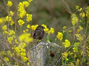 Picture/image of Song Sparrow