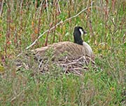 Picture/image of Canada Goose