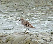 Picture/image of Least Sandpiper
