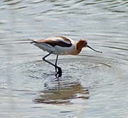 Picture/image of American Avocet
