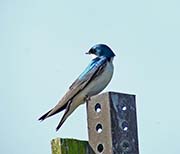 Tree Swallow