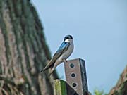 Picture/image of Tree Swallow