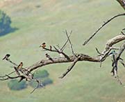 Picture/image of Cliff Swallow