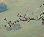 Picture/image of Barn Swallow