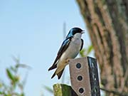 Picture/image of Tree Swallow